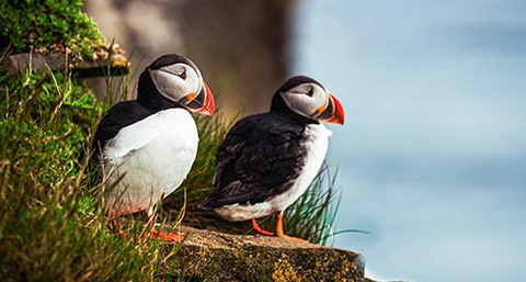 a pair of puffins standing together on a cliff overlooking the sea